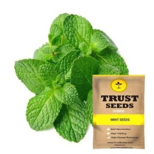 TrustBasket Premium Vegetable Mint Seeds (Hybrid) | Sow and Grow Fresh Healthy Seed in Your Garden Perfect for Home & Terrace Gardening High Germination Seeds